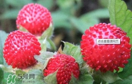 蛇莓可以吃嗎？蛇莓可以直接吃嗎