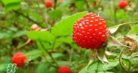 野草莓可以吃嗎？野草莓能不能吃