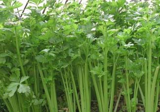 五月份可以種芹菜嗎？芹菜適合什么時候播種？