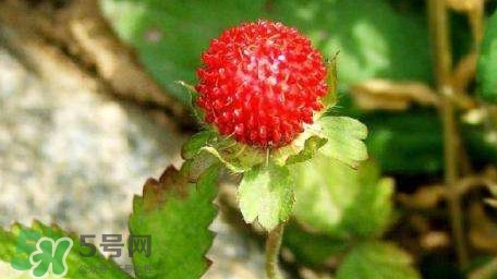 蛇莓有毒嗎？蛇莓有沒有毒