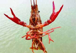 什么時(shí)候釣龍蝦最好？龍蝦幾月份能釣？