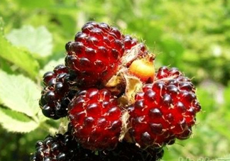 野草莓是覆盆子嗎？覆盆子是否叫蔓越莓