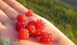山莓是什么？山莓是水果嗎？