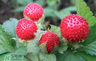 蛇莓是野草莓嗎？蛇莓和野草莓的區(qū)別
