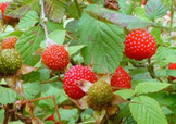 野草莓就是覆盆子嗎？覆盆子和野草莓的區(qū)別