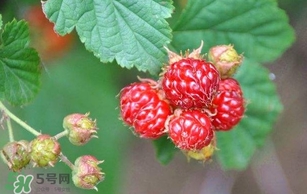 野草莓就是覆盆子嗎？覆盆子和野草莓的區(qū)別