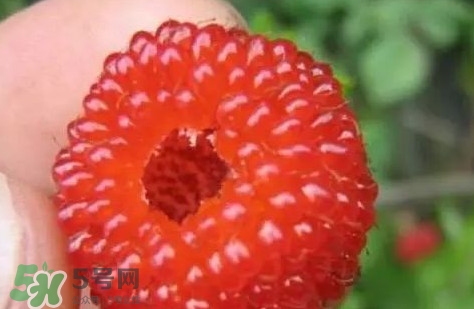 覆盆子孕婦能吃嗎？孕婦能不能吃覆盆子