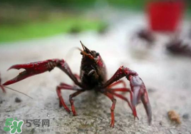 小龍蝦什么時候最好釣？什么時候可以釣小龍蝦？
