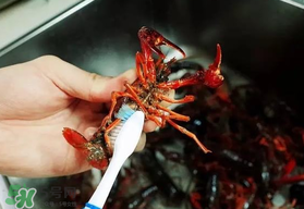 野生小龍蝦什么時候有？野生小龍蝦幾月份有？