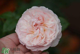 五月份可以種月季嗎？月季五月怎么養(yǎng)？