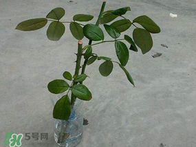 月季5月能插活嗎？月季花五月能插活嗎？