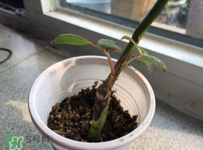 月季5月能插活嗎？月季花五月能插活嗎？