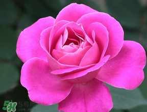 月季花5月扦插當(dāng)年會開花嗎？月季花的花期