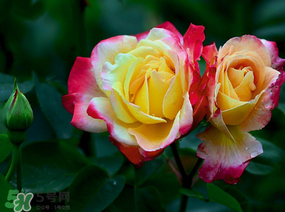 月季花5月扦插當(dāng)年會開花嗎？月季花的花期