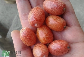 羊奶果是熱性還是涼性？羊奶果的功效與作用