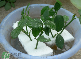 月季花什么時候插最好活？月季花怎么扦插成活率高？