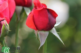 月季從有花苞到開花需要多久？月季花苞到開花要多久？