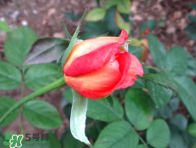 月季從有花苞到開花需要多久？月季花苞到開花要多久？