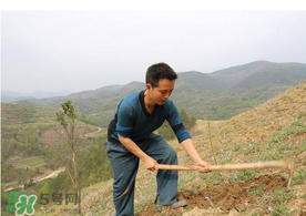五月份能種樹嗎？五月份種樹能活嗎？