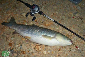 五月份能釣草魚嗎？五月份釣草魚用什么餌料？