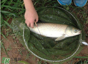 五月份能釣草魚嗎？五月份釣草魚用什么餌料？