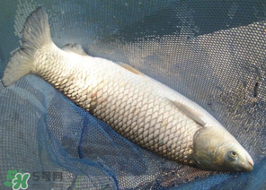 5月份怎么釣草魚？五月份怎么釣草魚？