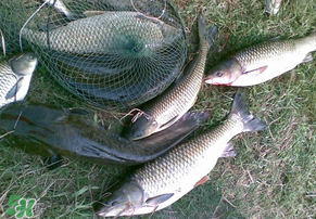5月份怎么釣草魚？五月份怎么釣草魚？