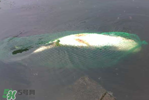 5月份怎么釣草魚？五月份怎么釣草魚？