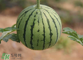 五月份可以種西瓜嗎？五月份怎么種西瓜？