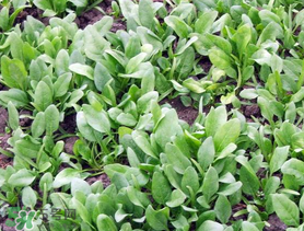 ?五月份能種菠菜嗎？5月份可以種菠菜嗎？