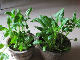 ?五月份能種菠菜嗎？5月份可以種菠菜嗎？