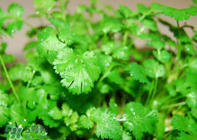 5月份能種香菜嗎？五月份能種香菜嗎？