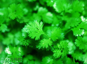 5月份能種香菜嗎？五月份能種香菜嗎？