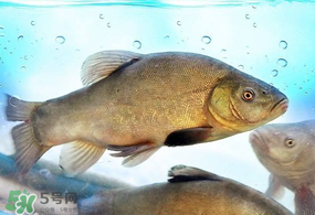 ?五月份吃什么魚？5月份吃什么魚？