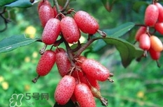 羊奶果要?jiǎng)兤幔垦蚰坦麆兤み€是帶皮吃好？