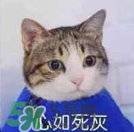 紀(jì)梵希黑色頰彩霜怎么樣？紀(jì)梵希黑色腮紅多少錢？