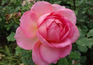 月季花5月扦插當年會開花嗎？月季花的花期