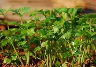 5月份能種香菜嗎？五月份能種香菜嗎？