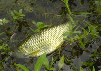 五月份能釣草魚嗎？五月份釣草魚用什么餌料？