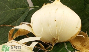 白地瓜孕婦能吃嗎？白地瓜孕婦可以吃嗎