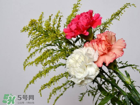 母親節(jié)送什么顏色的康乃馨？2017年母親節(jié)康乃馨推薦