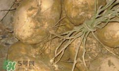 孕婦可以吃土瓜嗎？孕婦能吃土瓜嗎？