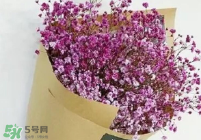 滿(mǎn)天星多少錢(qián)一束2017？滿(mǎn)天星多少錢(qián)一支2017？