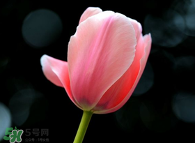 母親節(jié)可以送郁金香嗎？為什么母親節(jié)送郁金香？