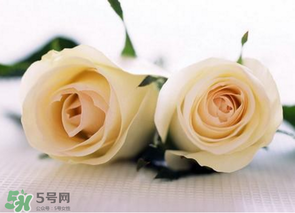 母親節(jié)可以送白玫瑰嗎？白玫瑰適合送什么人？