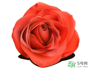 母親節(jié)送什么顏色的玫瑰花？母親節(jié)送幾朵玫瑰花？