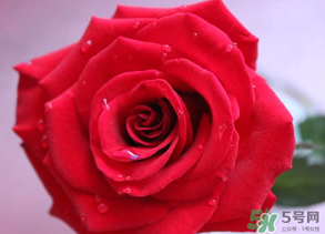 母親節(jié)送什么顏色的玫瑰花？母親節(jié)送幾朵玫瑰花？