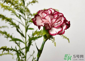 康乃馨可以放多久？康乃馨怎么養(yǎng)？