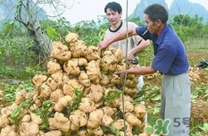 生吃土瓜有什么好處？土瓜生吃的功效與作用