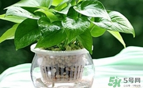 綠蘿葉子發(fā)黃怎么辦？綠籮多久澆一次水？